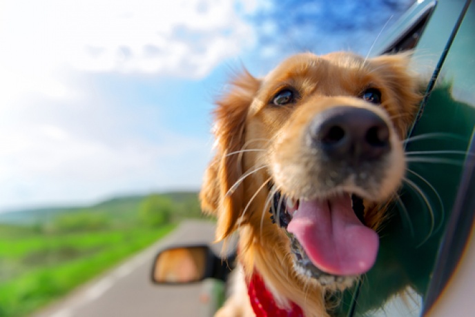 Travel with your best doggy friend!